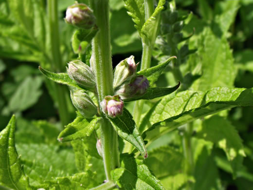 image of Teucrium canadense var. canadense, American Germander, Wood-sage, Common Germander