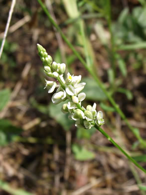 image of Senega verticillata +, Whorled Milkwort