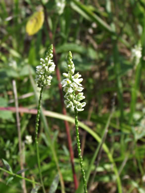 image of Senega verticillata +, Whorled Milkwort