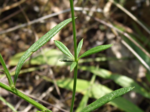 image of Senega verticillata +, Whorled Milkwort