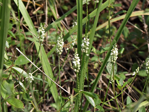 image of Senega verticillata +, Whorled Milkwort