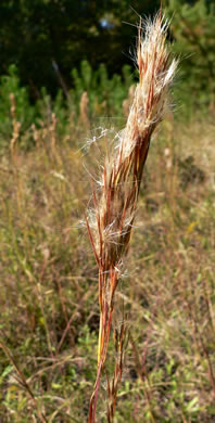 image of Anatherum glomeratum, Common Bushy Bluestem, Bushy Beardgrass, Bog Broomsedge, Clustered Bluestem