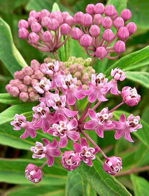 image of Asclepias incarnata ssp. pulchra, Eastern Swamp Milkweed