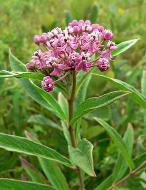 image of Asclepias incarnata ssp. pulchra, Eastern Swamp Milkweed