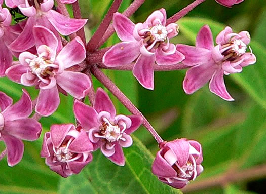 image of Asclepias incarnata ssp. pulchra, Eastern Swamp Milkweed