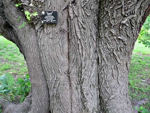 image of Acer platanoides ssp. platanoides, Norway Maple
