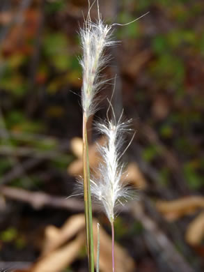 image of Anatherum ternarium, Splitbeard Bluestem, Silvery Bluestem