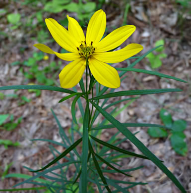 image of Anacis delphiniifolia, Larkspur-leaf Tickseed, Larkspur Coreopsis