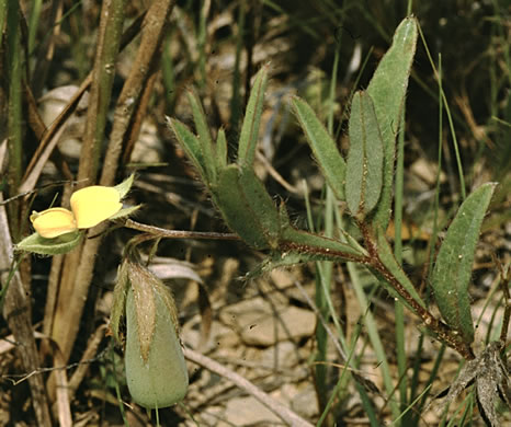 image of Crotalaria sagittalis var. sagittalis, Arrowhead Rattlebox, Common Rattlebox