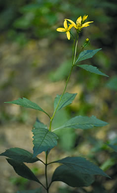 image of Silphidium latifolium, Broadleaf Tickseed, Broadleaf Coreopsis