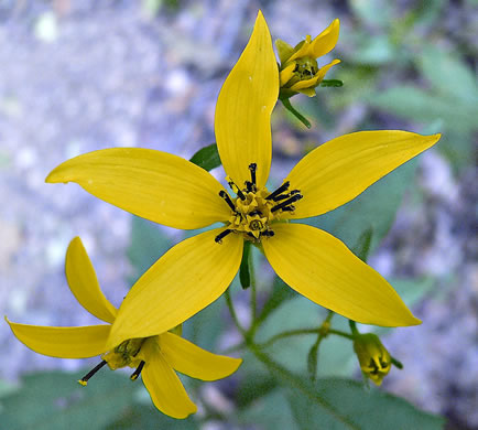 image of Silphidium latifolium, Broadleaf Tickseed, Broadleaf Coreopsis