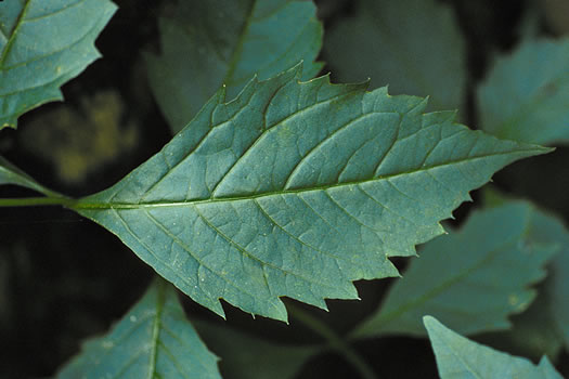image of Silphidium latifolium, Broadleaf Tickseed, Broadleaf Coreopsis