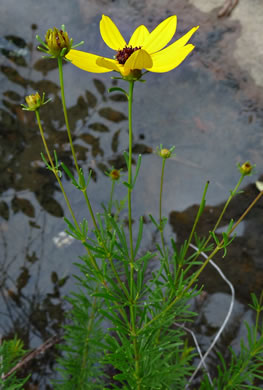 image of Anacis pulchra, Lookout Mountain Coreopsis