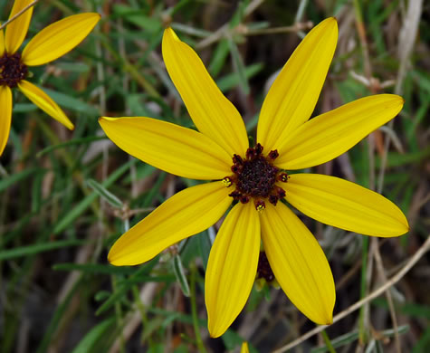 image of Anacis pulchra, Lookout Mountain Coreopsis