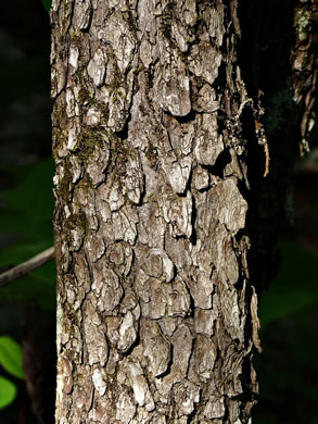 image of Cotinus obovatus, American Smoketree