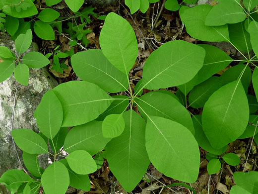image of Cotinus obovatus, American Smoketree