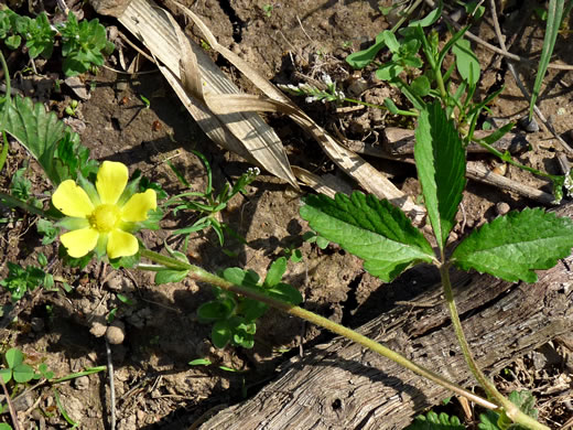 image of Potentilla indica, Indian Strawberry, Mock Strawberry, Snakeberry