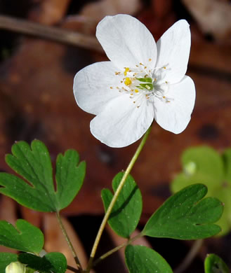 image of Isopyrum biternatum, False Rue-anemone, Isopyrum