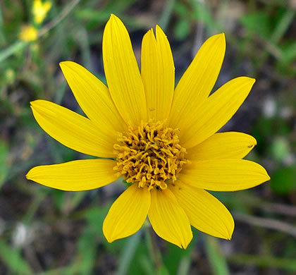 image of Helianthus occidentalis, Naked-stem Sunflower, Fewleaf Sunflower, Western Sunflower