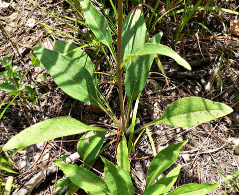 image of Helianthus occidentalis, Naked-stem Sunflower, Fewleaf Sunflower, Western Sunflower