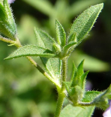 image of Trichostema coeruleum, Glade Blue Curls, False Pennyroyal, Fluxweed