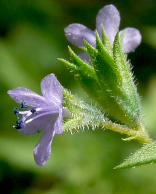 image of Trichostema coeruleum, Glade Blue Curls, False Pennyroyal, Fluxweed