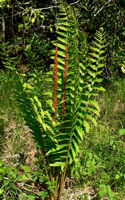 image of Osmundastrum cinnamomeum ssp. cinnamomeum, Cinnamon Fern