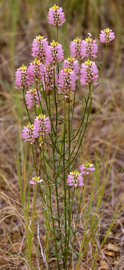 image of Senega curtissii, Curtiss's Milkwort, Appalachian Milkwort