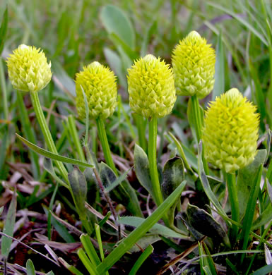 image of Senega nana, Dwarf Milkwort, Candyroot