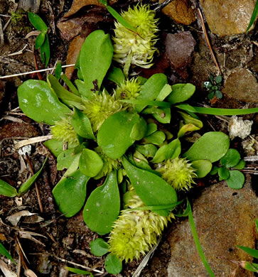 image of Senega nana, Dwarf Milkwort, Candyroot