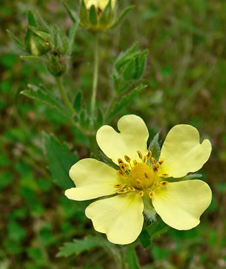 image of Potentilla recta, Rough-fruited Cinquefoil, Sulphur Cinquefoil, Sulphur Five-fingers