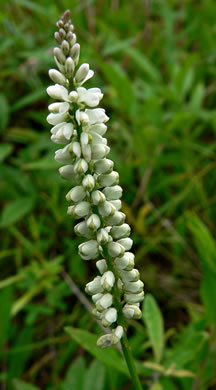image of Senega boykinii var. 1, Boykin's Milkwort