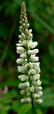 image of Senega boykinii var. 1, Boykin's Milkwort