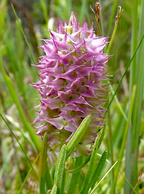 image of Senega cruciata, Drumheads, Crossleaf Milkwort