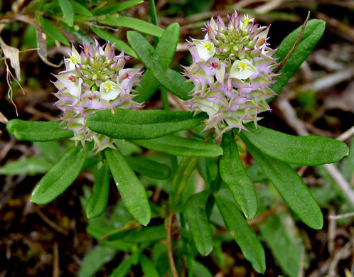 image of Senega cruciata, Drumheads, Crossleaf Milkwort
