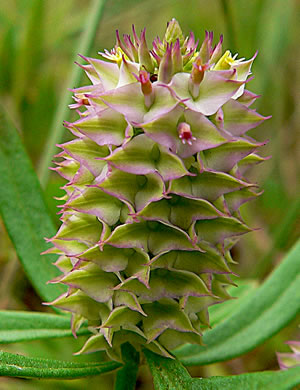 image of Senega cruciata, Drumheads, Crossleaf Milkwort