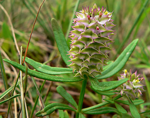 image of Senega cruciata, Drumheads, Crossleaf Milkwort