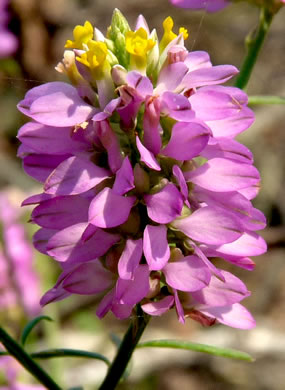 image of Senega curtissii, Curtiss's Milkwort, Appalachian Milkwort