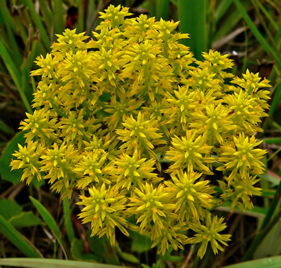 image of Senega cymosa, Tall Pinebarren Milkwort