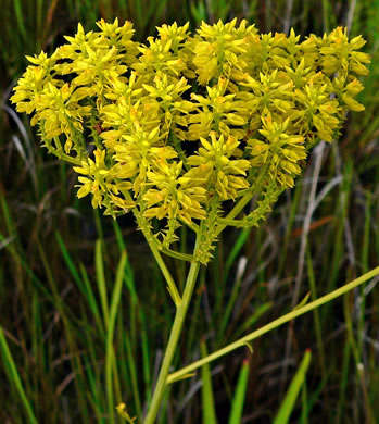 image of Senega cymosa, Tall Pinebarren Milkwort