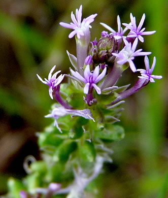 image of Senega incarnata, Pink Milkwort, Procession-flower