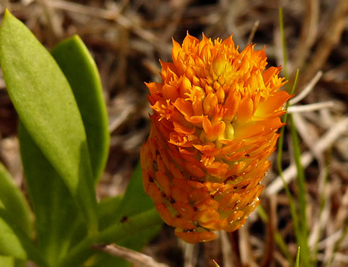 image of Senega lutea, Orange Milkwort, Red-hot-poker, Candyroot, Yellow Bachelor's-buttons