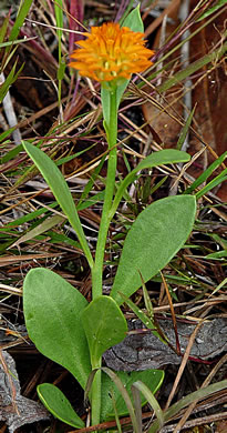 image of Senega lutea, Orange Milkwort, Red-hot-poker, Candyroot, Yellow Bachelor's-buttons