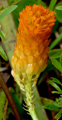 image of Senega lutea, Orange Milkwort, Red-hot-poker, Candyroot, Yellow Bachelor's-buttons
