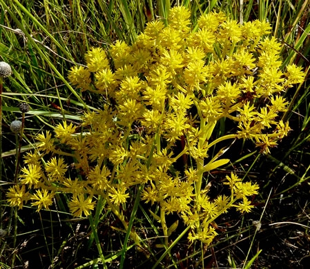 image of Senega ramosa, Short Pinebarren Milkwort, Low Pinebarren Milkwort, Dwarf Milkwort, Savanna Milkwort