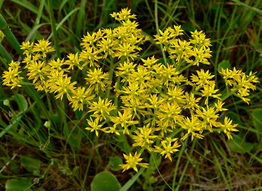 image of Senega ramosa, Short Pinebarren Milkwort, Low Pinebarren Milkwort, Dwarf Milkwort, Savanna Milkwort