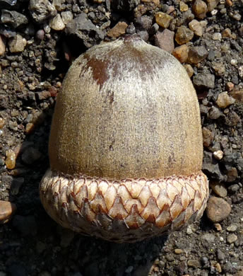 image of Quercus rubra +, Northern Red Oak