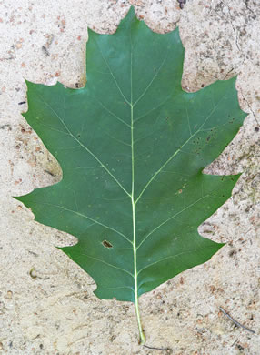 image of Quercus rubra +, Northern Red Oak