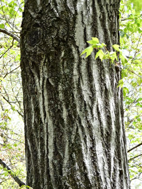 image of Quercus rubra +, Northern Red Oak