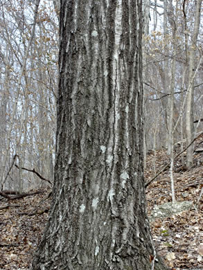 image of Quercus rubra +, Northern Red Oak